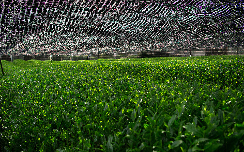 Unique Tea Leaves Selection