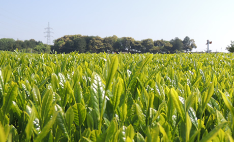 トレーサビリティ