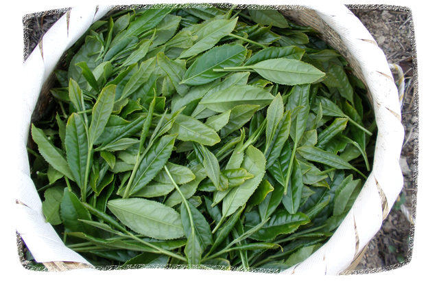 天竜区春野町杉地区 杉地区茶農業協同組合