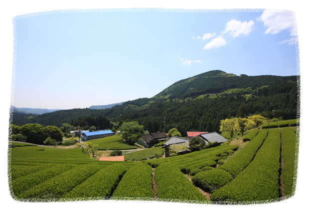 周智郡森町三倉地区 三倉茶農業協同組合