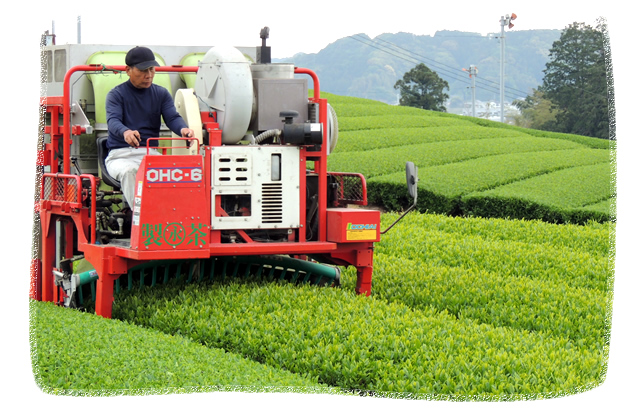 周智郡森町 自園・永澤製茶